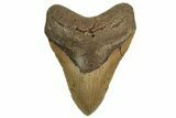 Fossil Megalodon Tooth - North Carolina #219939-1